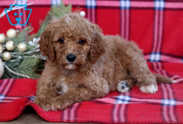 Hilary Mini Goldendoodle2 image