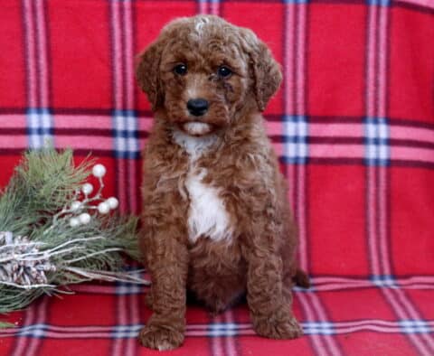 Hogan Mini Goldendoodle