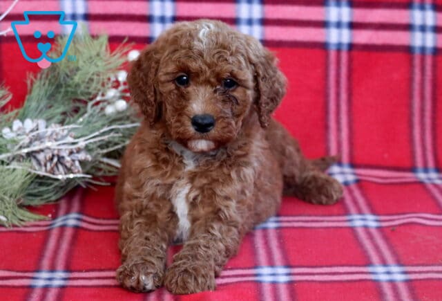 Hogan Mini Goldendoodle2 image