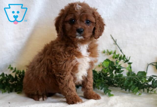 Honey Cavapoo image