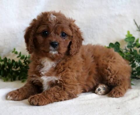Honey Cavapoo2