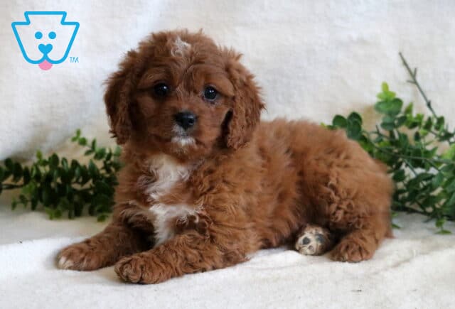 Honey Cavapoo2 image