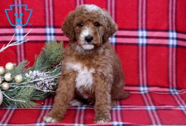 Hooch Mini Goldendoodle image