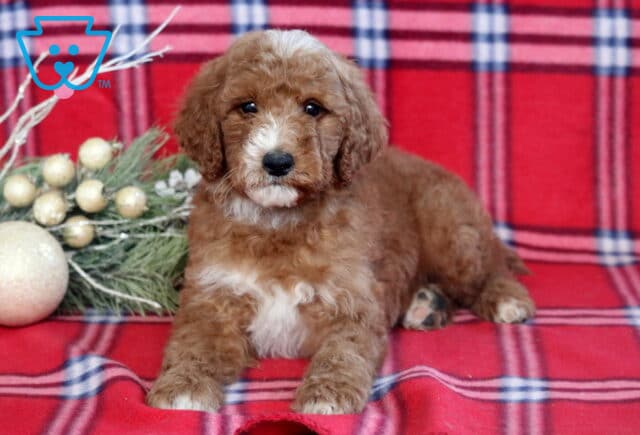 Hooch Mini Goldendoodle2 image