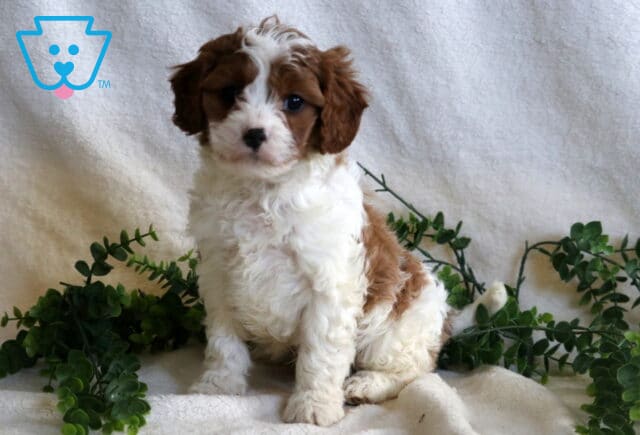 Hudson Cavapoo image