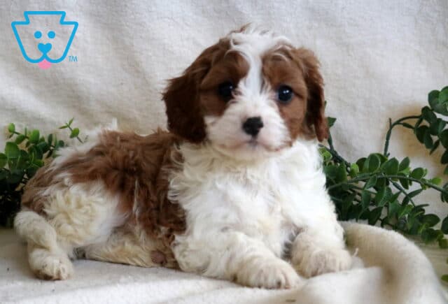 Hudson Cavapoo2 image