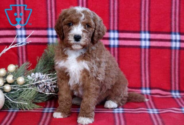 Hudson Mini Goldendoodle image