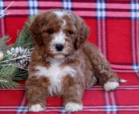 Hudson Mini Goldendoodle2