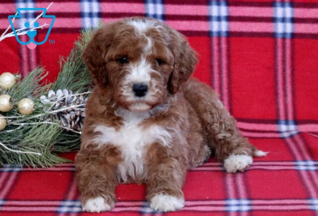 Hudson Mini Goldendoodle2 image