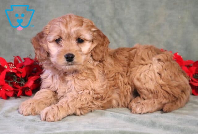 Hunter COckapoo image