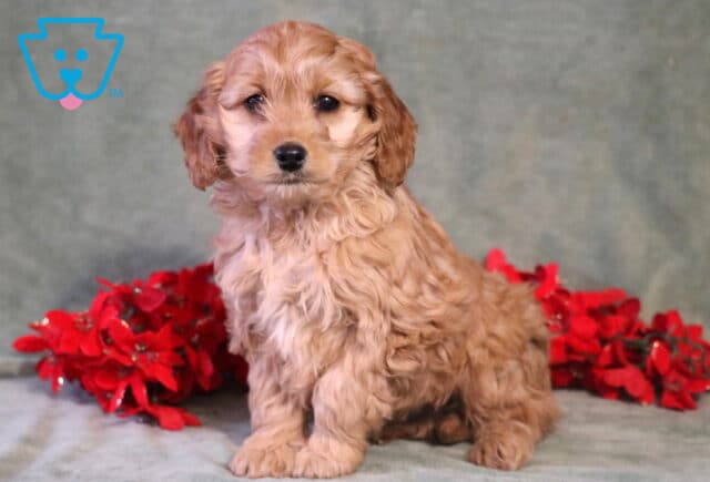 Hunter COckapoo2 image