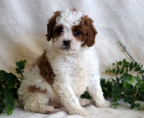 Hunter Cavapoo