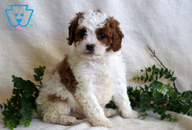 Hunter Cavapoo image