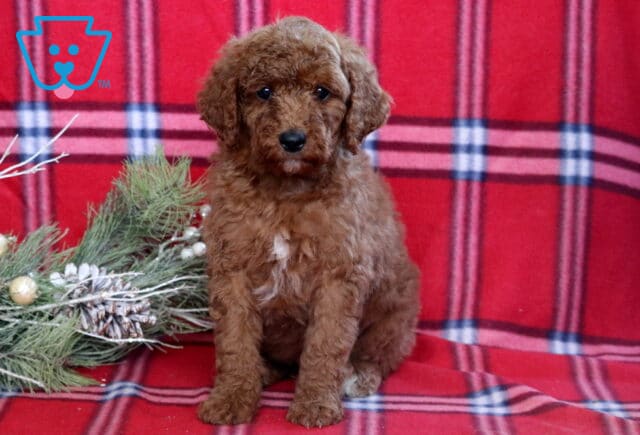 Hunter Mini GOldendoodle image