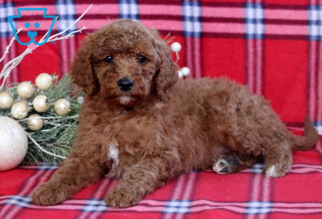 Hunter Mini GOldendoodle2 image