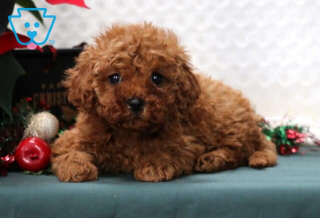 India Mini Poodle image