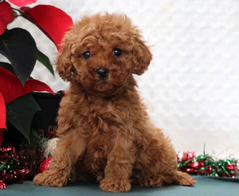 India Mini Poodle2