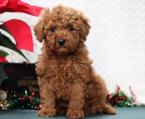 Indy Mini Poodle