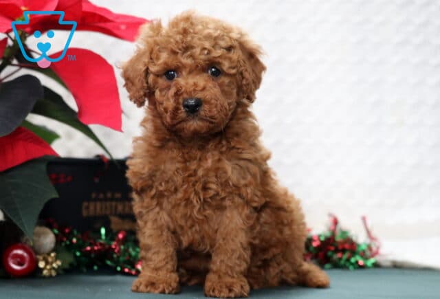 Indy Mini Poodle image