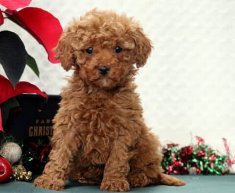 Isabell Mini Poodle