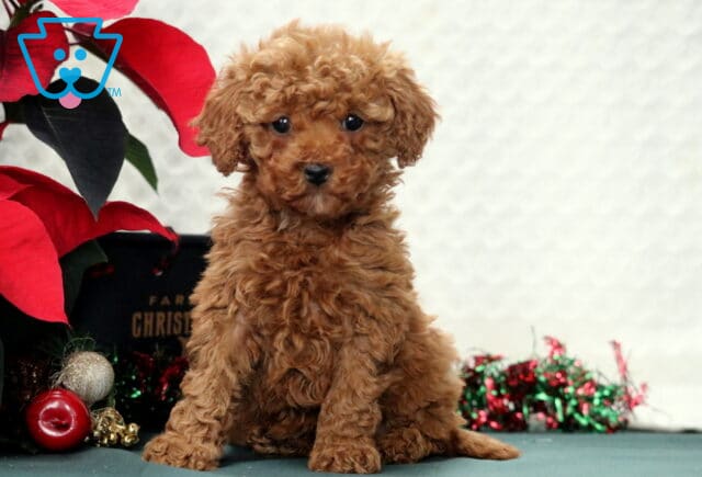 Isabell Mini Poodle image