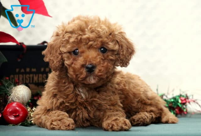 Isabell Mini Poodle2 image