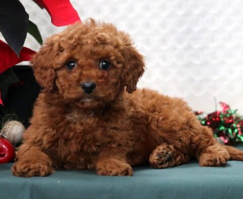 Ivory Mini Poodle
