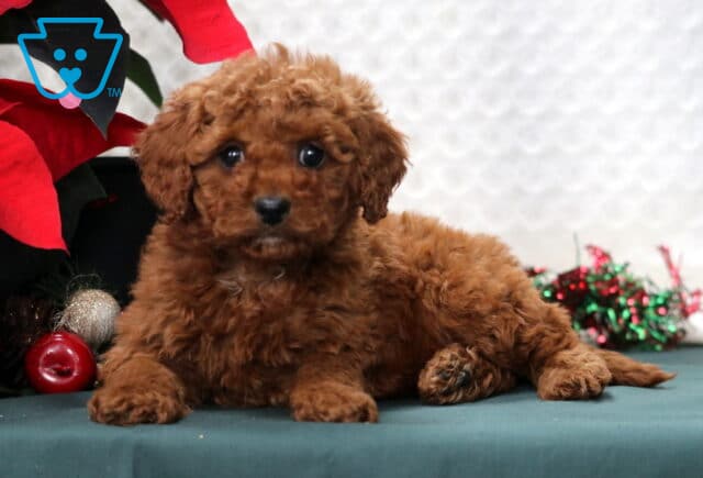 Ivory Mini Poodle image