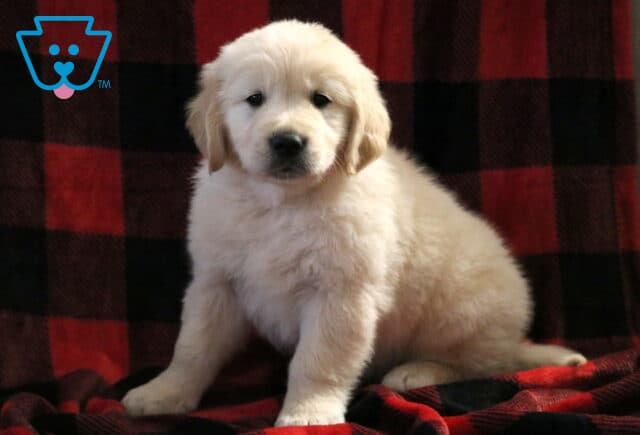 Jackson Golden image