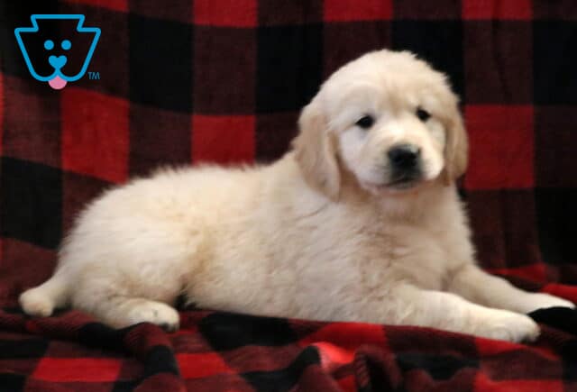 Jackson Golden2 image