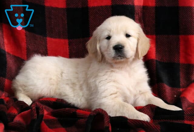 Jagger Golden2 image