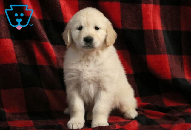 Jasmine Golden image