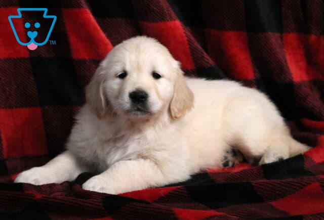 Jasmine Golden2 image