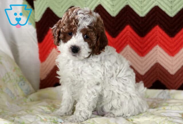 Jason Mini Poodle image