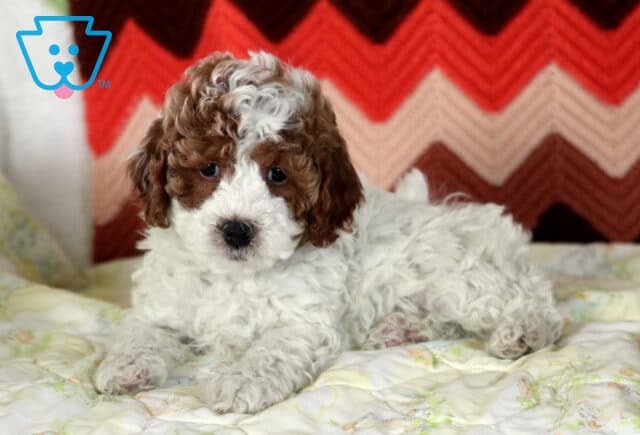 Jason Mini Poodle2 image