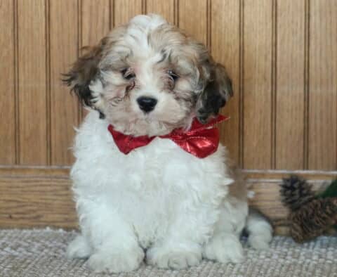 Jasper Cavachon