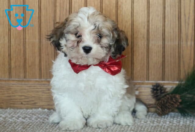 Jasper Cavachon image