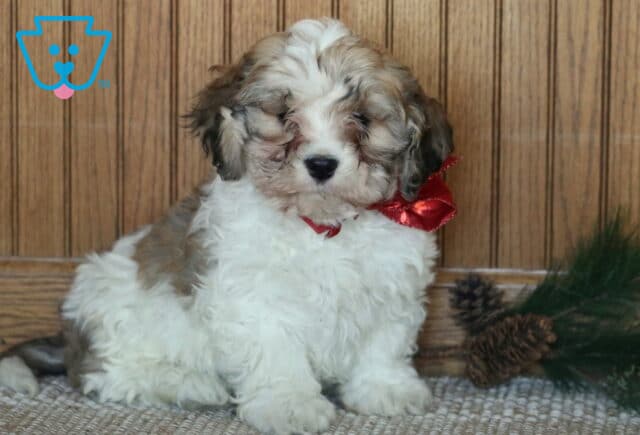 Jasper Cavachon2 image