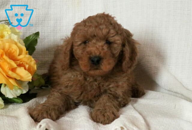 Mini Goldendoodle puppy with a fluffy red coat lying on a white textured blanket beside soft yellow flowers, resting calmly and looking sweetly toward the camera. image