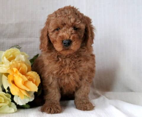 Mini Goldendoodle puppy with a curly red coat sitting upright on a white textured blanket beside soft yellow flowers, looking calmly toward the camera.