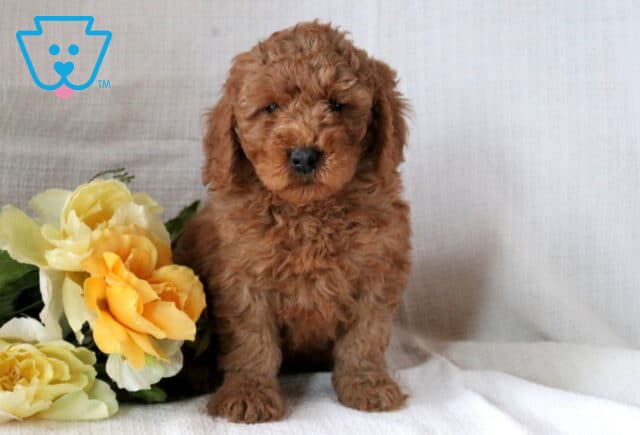 Mini Goldendoodle puppy with a curly red coat sitting upright on a white textured blanket beside soft yellow flowers, looking calmly toward the camera. image