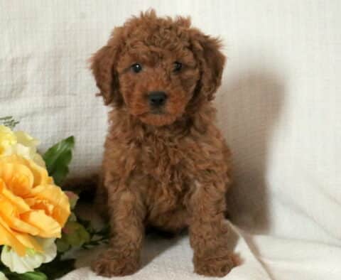 Mini Goldendoodle puppy with a curly red coat sitting on a white blanket beside soft yellow flowers, looking alert and sweetly at the camera.