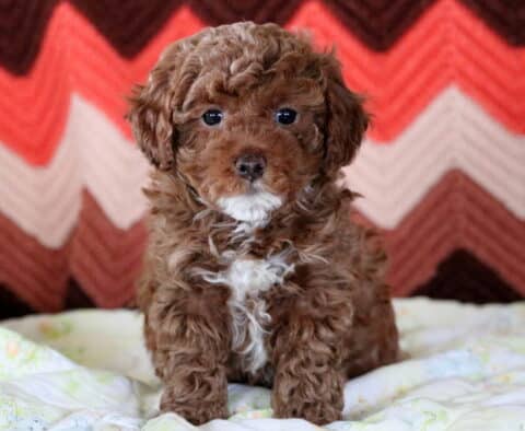 Jewel Mini Poodle