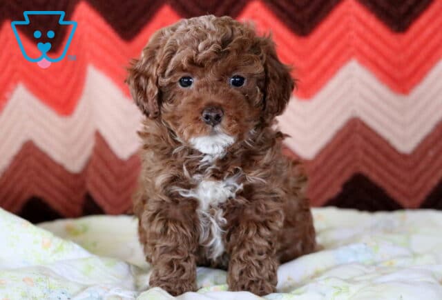 Jewel Mini Poodle image