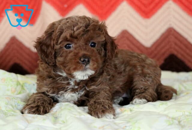 Jewel Mini Poodle2 image