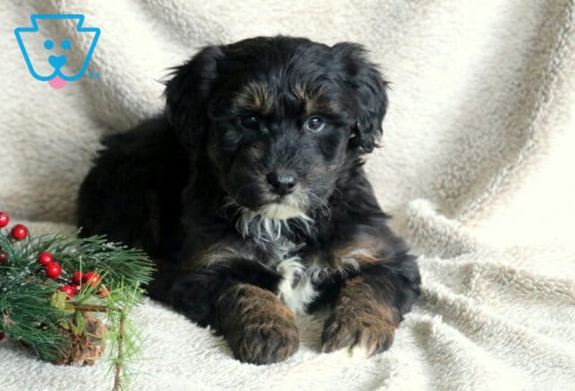 Jinglebells Poodle Mix image