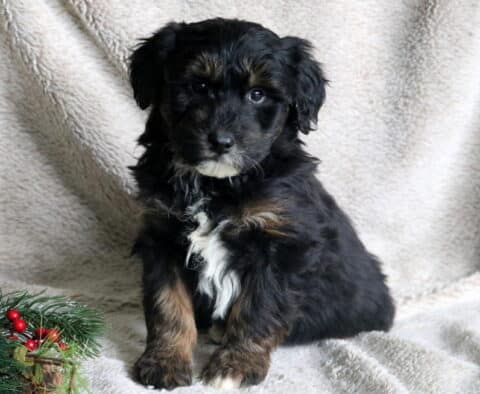 Jinglebells Poodle Mix2