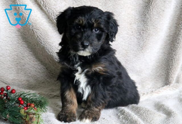 Jinglebells Poodle Mix2 image