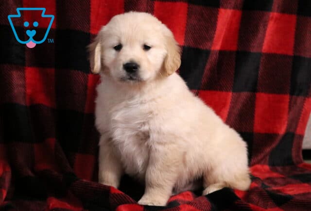 Jingles Golden image