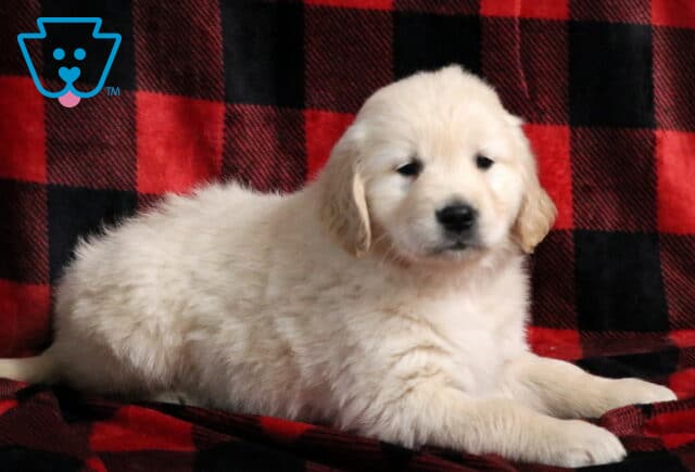 Jingles Golden2 image